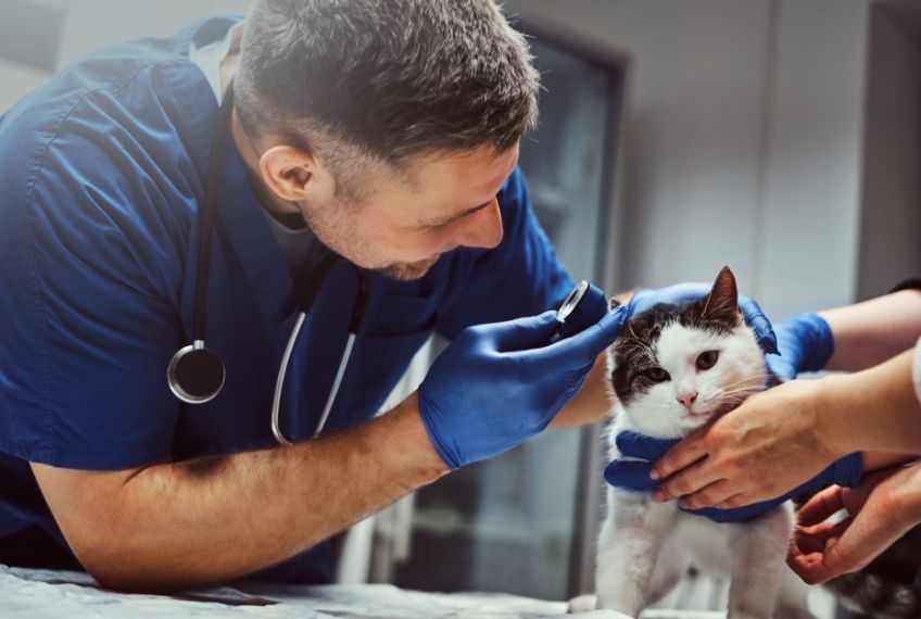 המדריך לבעלים החכם: איפה מוצאים נותני שירות לבעלי חיים?